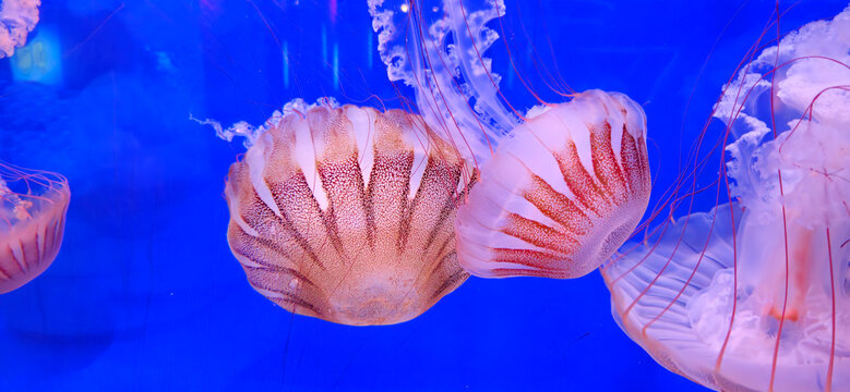 View of Pacific sea nettle jellyfish with long tentacles and reddish-brown patterns on their bells at the aquarium, Manteo, North Carolina, United States.