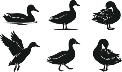 Fototapeta premium Duck Silhouette Vector Set with Six Black Bird Poses Including Swimming Flying Walking and Preening