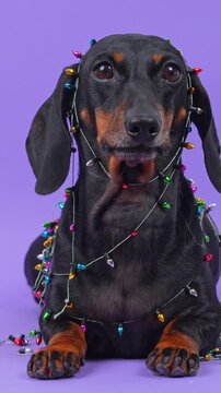 A black and tan dachshund dog lies wrapped in a strand of multicolored string lights, a humorous take on holiday decorating mishaps and electrical tangles at home.