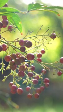 Clusters of ripe red berries hang from a slender twig beneath green leaves and sway gently in a sunlit garden, a concept of autumn harvest and natural abundance.