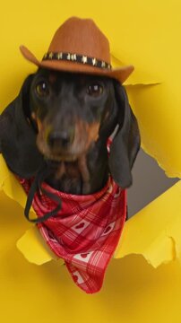 A black and tan dachshund dog in a brown cowboy hat with star trim and a red heart patterned bandana pushes through a ripped hole in yellow paper, then tilts its gaze upward in a studio.