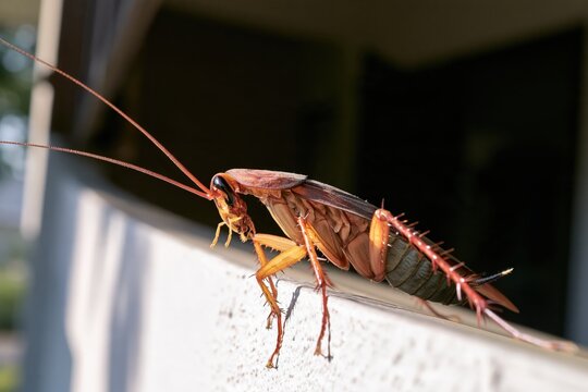 Close-up of a cockroach on a textured surface
