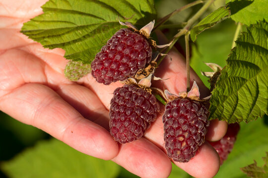 Loganberries, Marion County, Oregon