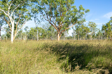 TAll branching eucalyptus trees growing in long grassy landscape in Western Australia ideal for Australian nature background or travel uses. © Brian Scantlebury