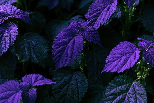 Vibrant purple leaves with textured detail