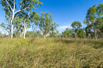 TAll branching eucalyptus trees growing in long grassy landscape in Western Australia ideal for Australian nature background or travel uses. © Brian Scantlebury