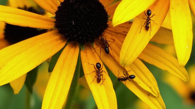 Ants fryellow flower heads of black-eyed Susan (Rudbeckia hirta L.