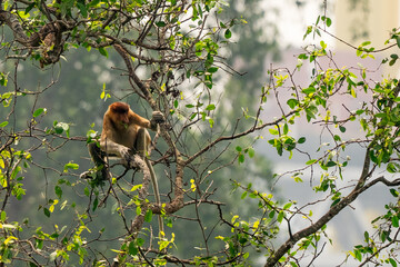 A distinctive proboscis monkey, a unique long-nosed primate, sits calmly on a leafy branch in its natural tropical rainforest habitat © BAYU