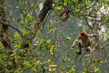 Proboscis monkey sitting high in the lush green canopy of a tropical rainforest in Borneo © BAYU