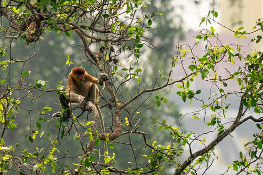 A distinctive proboscis monkey, a unique long-nosed primate, sits calmly on a leafy branch in its natural tropical rainforest habitat