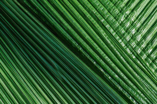Green palm leaf texture