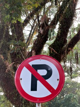 No parking road sign with red diagonal slash over letter P against large mossy tree background, urban traffic regulation symbol design