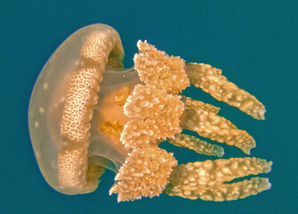 Close-Up of a Spotted Lagoon Jellyfish's Patterned Bell © Kaitlind
