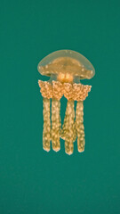 Spotted Lagoon Jellyfish Suspended in Green Water © Kaitlind