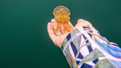 Stingless Spotted Jellyfish Resting in a Snorkeler's Hand © Kaitlind