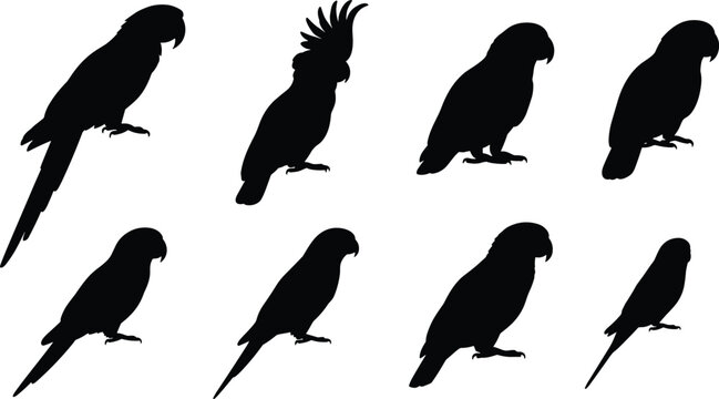 Parrot Silhouette Collection Featuring Tropical Birds, Cockatoos and Macaws in Various Perched Poses for Wildlife, Nature and Decorative Designs
