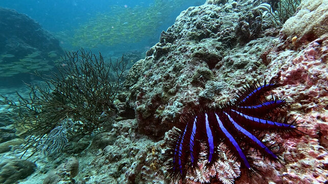 Crown-of-Thorns Starfish on a Coral Reef