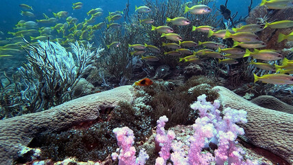 Anemonefish and Pink Soft Coral Beneath a School of Snappers © Kaitlind