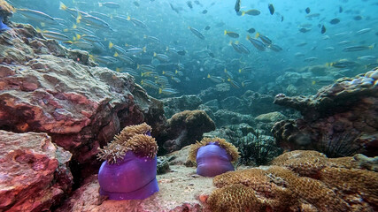 Purple-Columned Sea Anemones Below a School of Fusiliers © Kaitlind