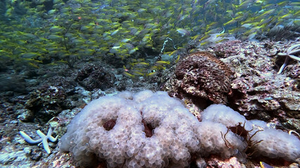Bubble Coral on the Reef Below a School of Snappers © Kaitlind