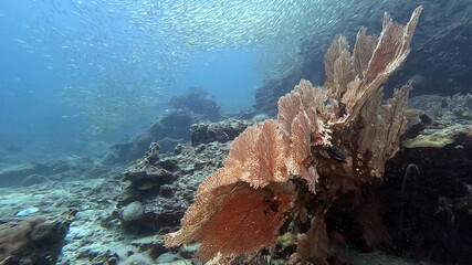 Large Gorgonian Sea Fan Beneath a Cloud of Baitfish © Kaitlind