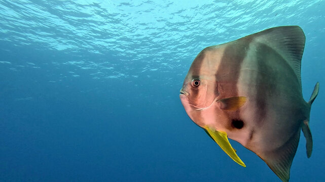 Longfin Batfish Hovering Below the Surface at Koh Tachai