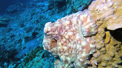 Close Portrait of an Octopus on the Reef at Koh Tachai © Kaitlind