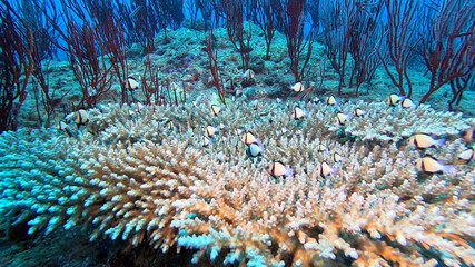 Humbug Damselfish Sheltering in Staghorn Coral Beside Red Sea Whips © Kaitlind