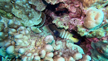 Peacock Grouper Tucked into a Reef Crevice © Kaitlind
