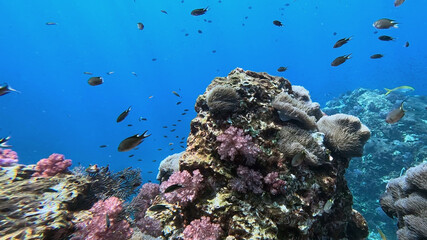 Anemones and Pink Soft Coral on a Reef Outcrop, Richelieu Rock © Kaitlind
