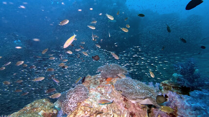 Glassfish and Anthias Swarming a Reef Bommie at Richelieu Rock © Kaitlind