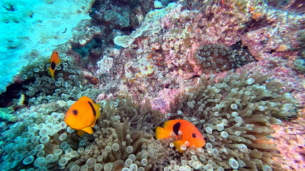 Tomato Anemonefish in a Bubble-Tip Anemone © Kaitlind