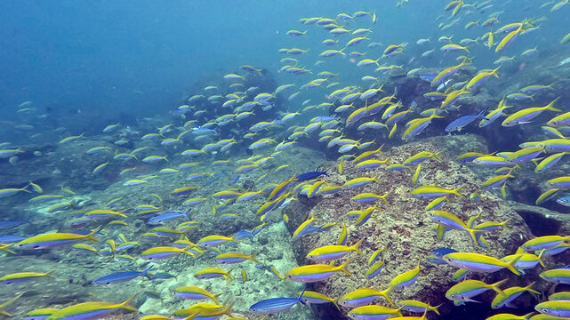 Yellow and Blueback Fusiliers Schooling Over a Rocky Reef