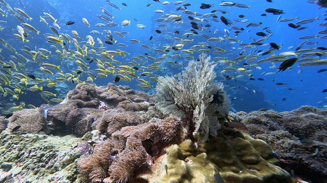 Anemone-Covered Reef Top Beneath a School of Snappers