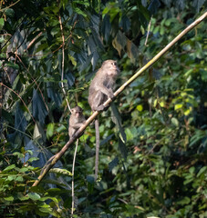 Long-Tailed Macaques Balancing on a Vine © Kaitlind