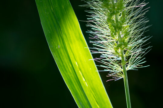 A single green grass blade catches the light.