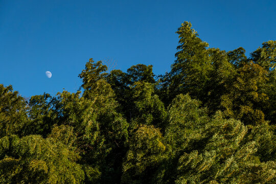 Blue sky stretches above a cluster of green trees.