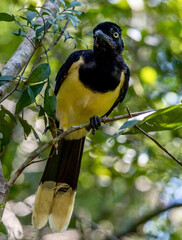 Fototapeta premium Plush-crested Jay in a tree at Iguazu National Park on Argentina Brazil border