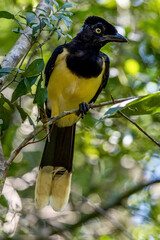 Fototapeta premium Plush-crested Jay in a tree at Iguazu National Park on Argentina Brazil border