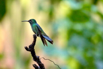 Fototapeta premium Versicoloured Emerald Hummingbird at the Garden of Hummingbirds in Iguazu Argentina
