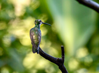 Fototapeta premium Female Black-throated Mango Hummingbird at the Garden of Hummingbirds in Iguazu Argentina