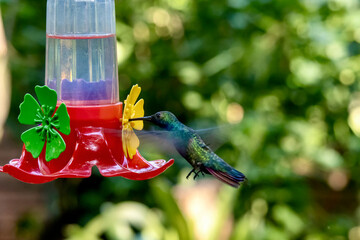 Fototapeta premium Male Black-throated Mango Hummingbird at the Garden of Hummingbirds in Iguazu Argentina
