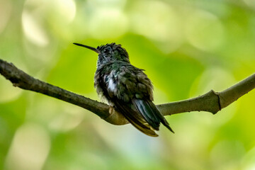 Fototapeta premium Black-throated Mango Hummingbird at the Garden of Hummingbirds in Iguazu Argentina