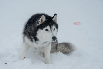 Playful husky dog sitting in snow in winter.  © Михаил Решетников