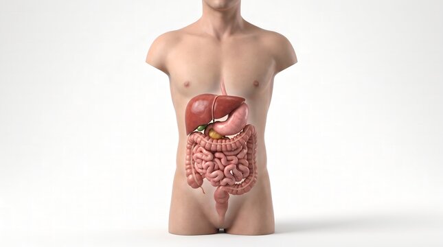 Human Digestive System Anatomy Model with Organs in Male Torso Isolated on White Background