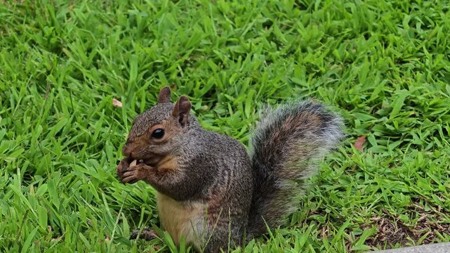 Eastern gray squirrel (Sciurus carolinensis) sitting on green grass and feeding on a nut.