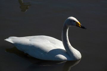 A graceful swan glides across calm open water. © Shutter & Pixel Co.
