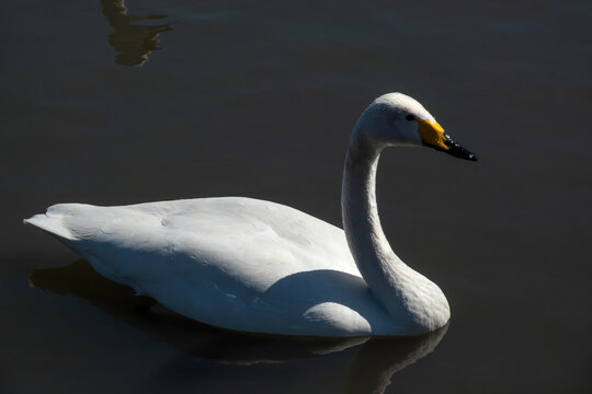 A graceful swan glides across calm open water.