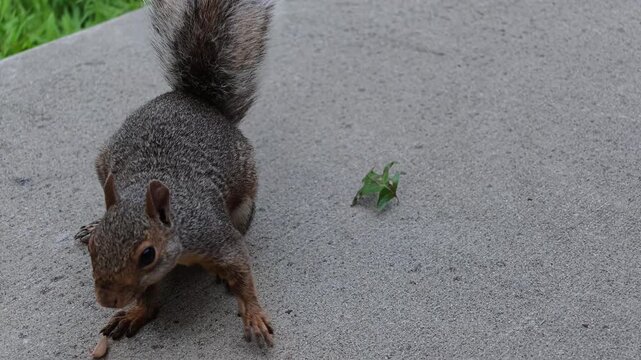 An eastern gray squirrel (Sciurus carolinensis) sitting on a gray concrete surface.