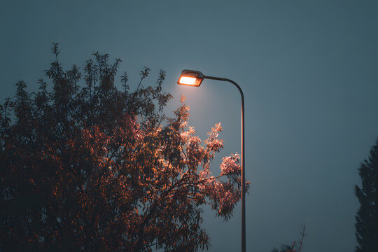 a street light with a tree in the background